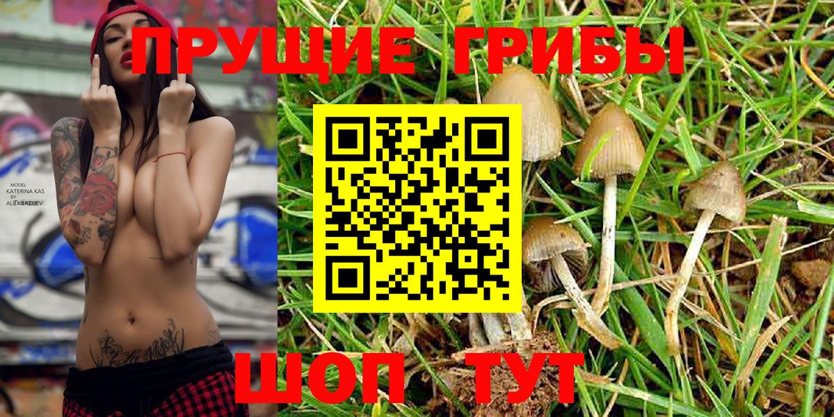 Снежинск  Галлюциногенные грибы Psilocybe  Вход с VPN 